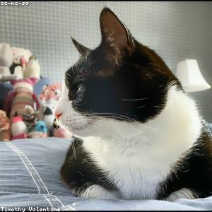 Silicone Baking Mat Set