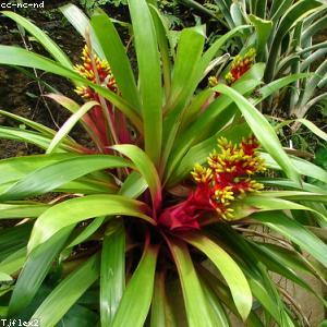 Ceramic Plant Pots 5-Pack