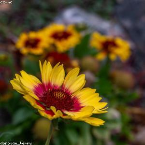 Electric Griddle Non-Stick