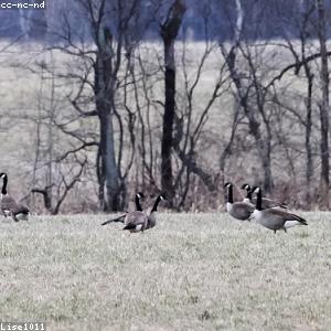 Running Hydration Belt