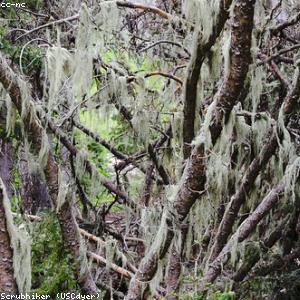 Tennis Racket Intermediate