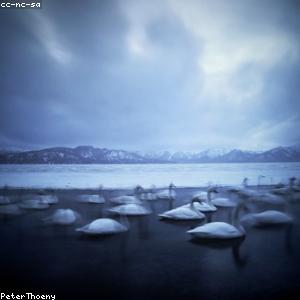 Swim Goggles Anti-Fog