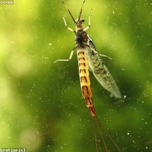 Camping Sleeping Bag 3-Season