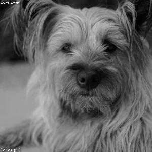 Bluetooth Sleep Headphones